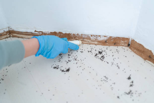 Trusted Carroll Valley, PA Pest Control Experts